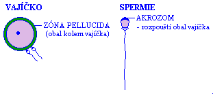 Popis vajíčka a spermie